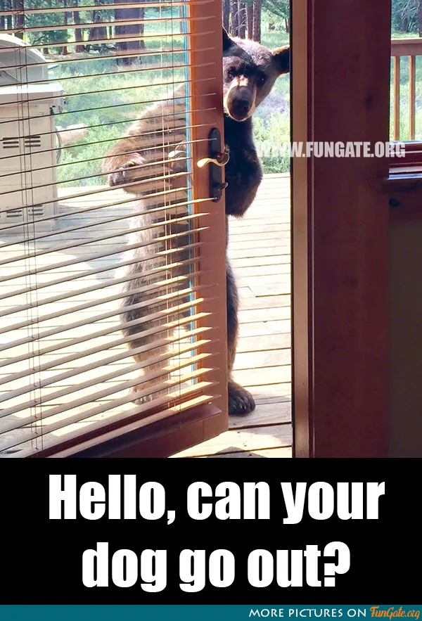 Hello, can your dog go out?