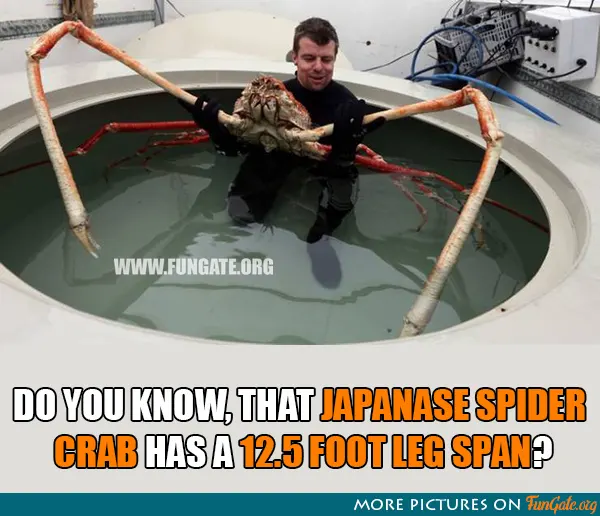 Do you know, that japanase spider crab has