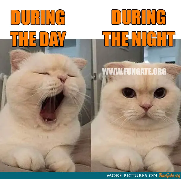 During the day vs during the night