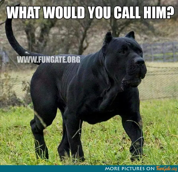 What would you call him?