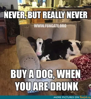 Never, but really never buy a dog