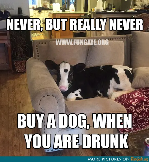 Never, but really never buy a dog