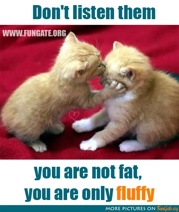 Don't listen them you are not fat