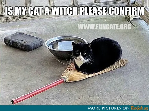 Is my cat a witch please confirm