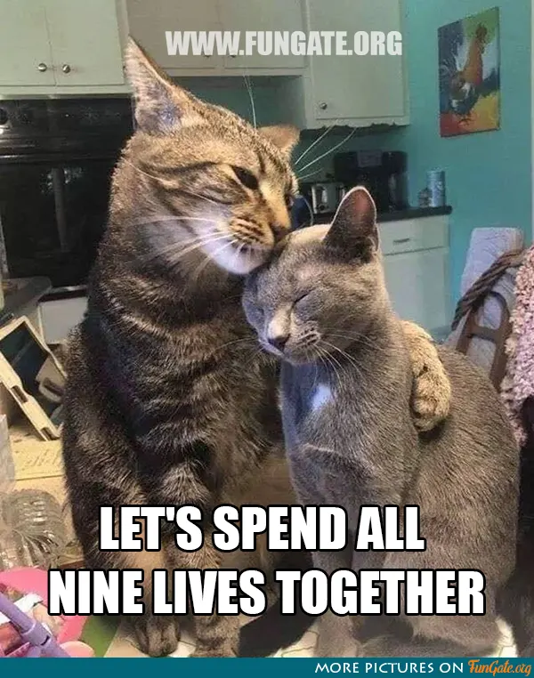 Let's spend all nine lives together