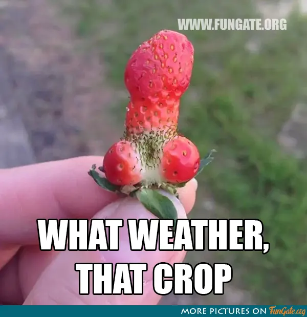 What weather, that crop