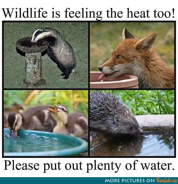 Wildlife is feeling the heat too!