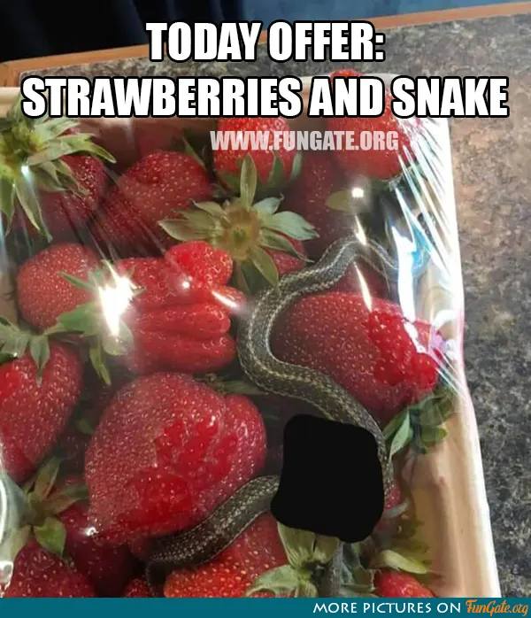 Today offer: Strawberries and snake