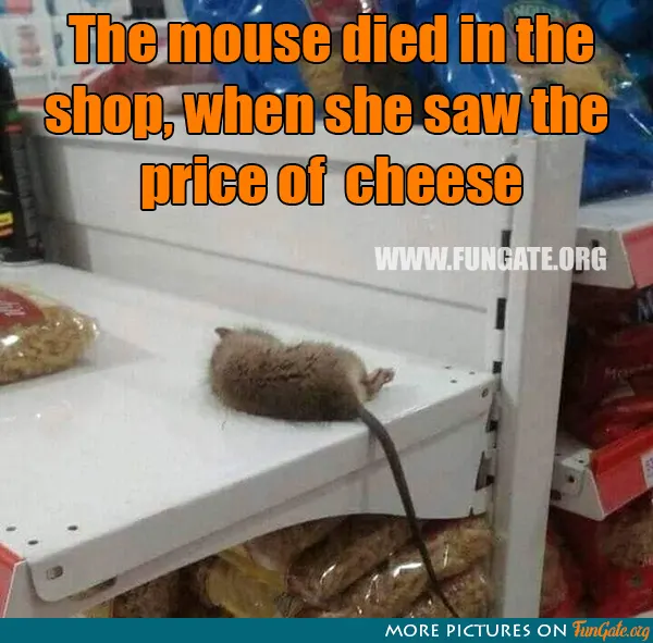 The mouse died in the shop