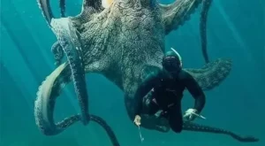 Big Octopus in Pacific