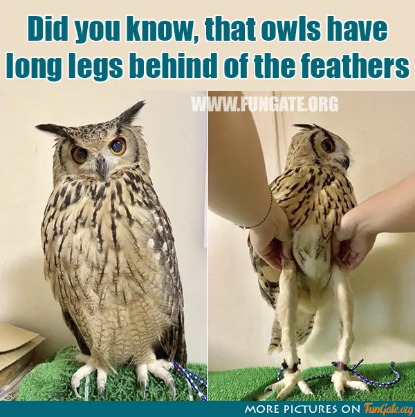 Did you know, that owls have long legs