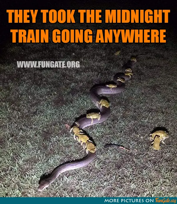 They took the midnight train going anywhere