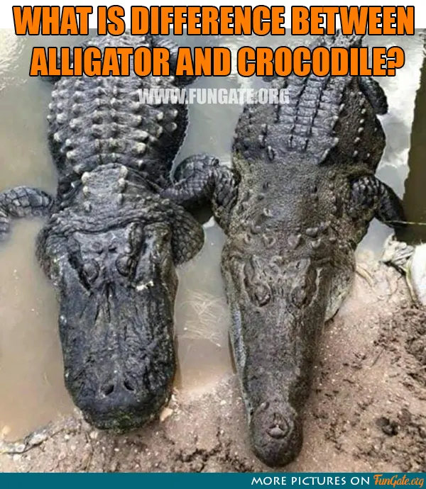 What is difference between Alligator and Crocodile?