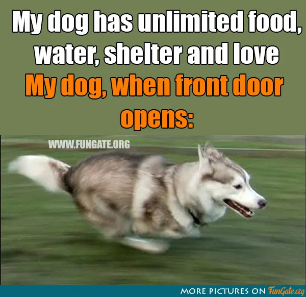 My dog has unlimited food, water, shelter and love