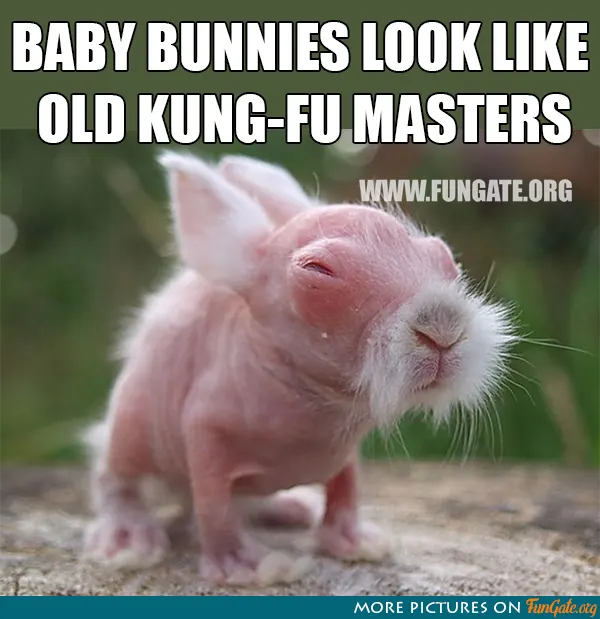 Baby bunnies look like old