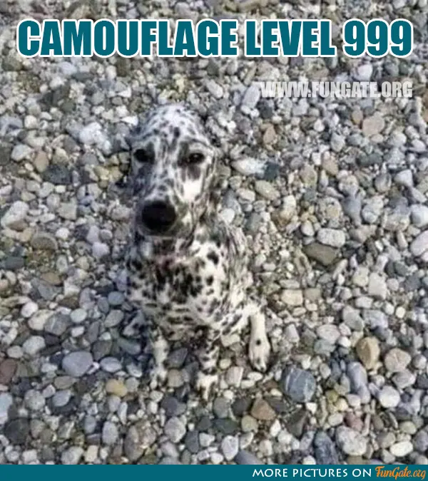 Camouflage level 999