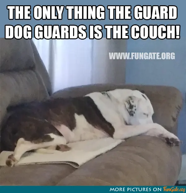The only thing the guard dog guards