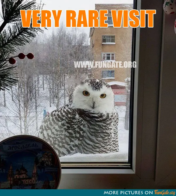 Very rare visit