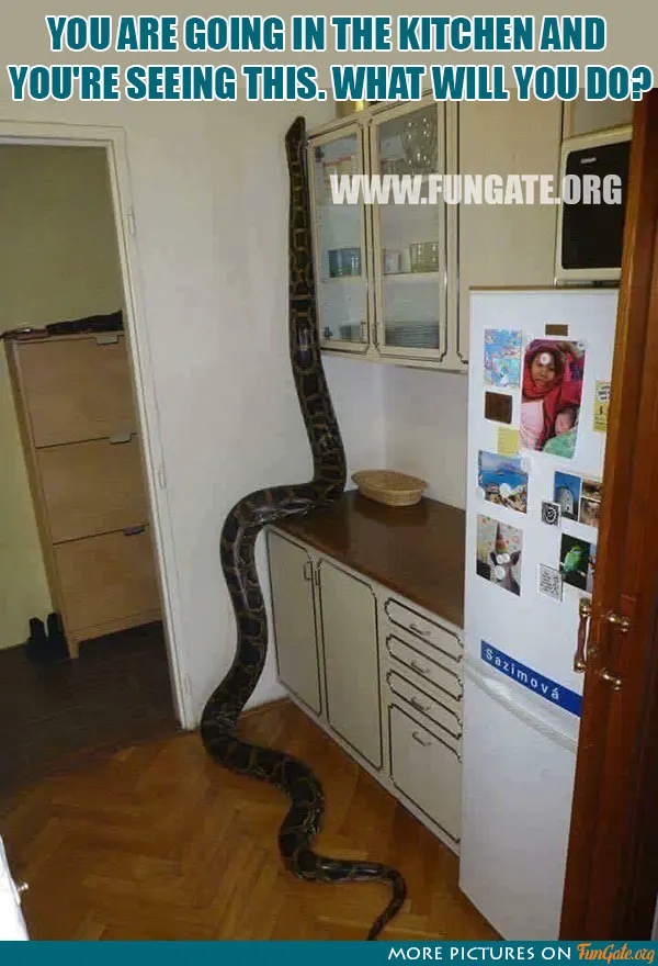 You are going in the kitchen and you are seeing this