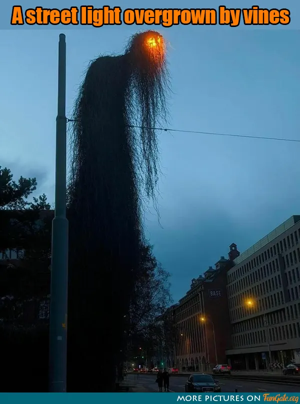 A street light overgrown by vines