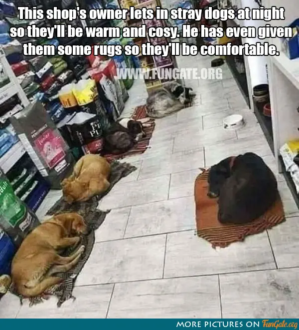 This shop's owner lets in stray dogs