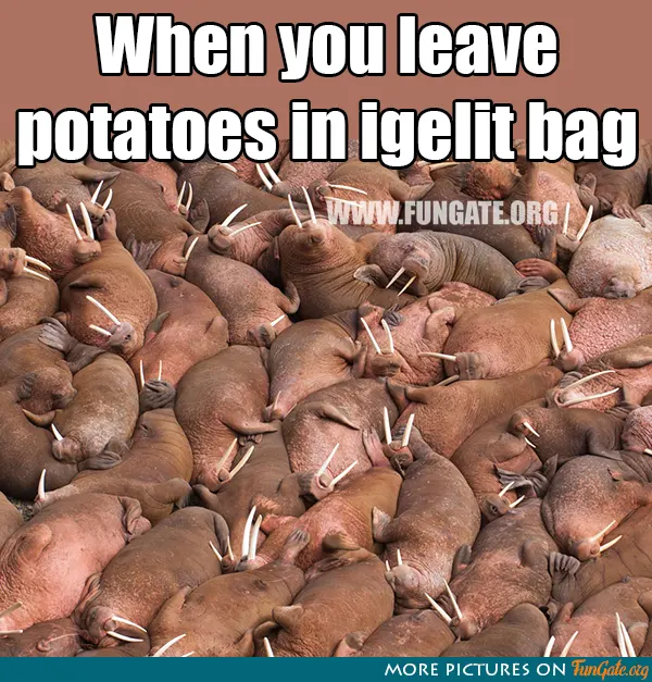 When you leave potatoes in igelit bag