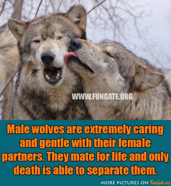 Male wolves are extremely caring and gentle