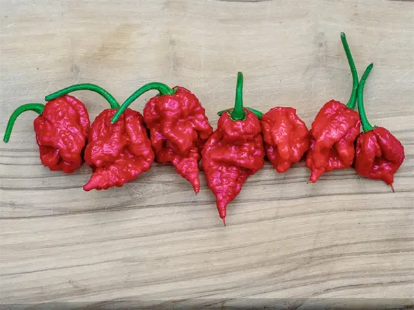 The World's Hottest Chili Pepper