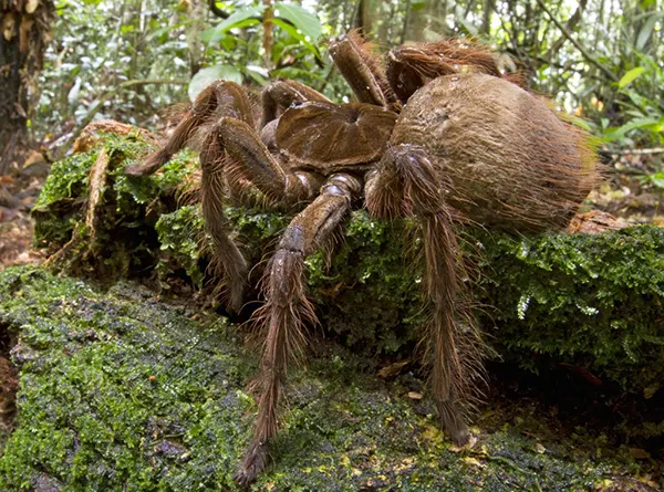  The largest spider in the world