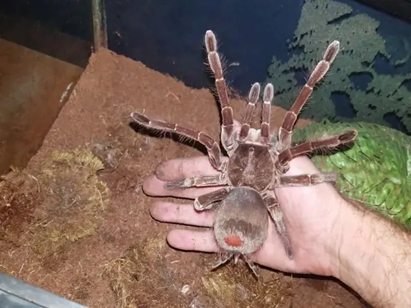  The largest spider in the world
