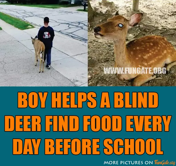 Boy helps a blind deer find food