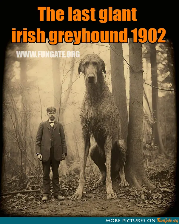 The last giant irish greyhound 1902