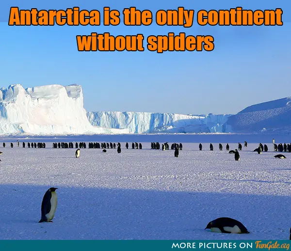 Antarctica is the only continent