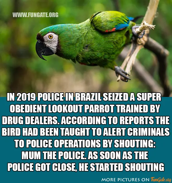 In 2019 Police in Brazil seized